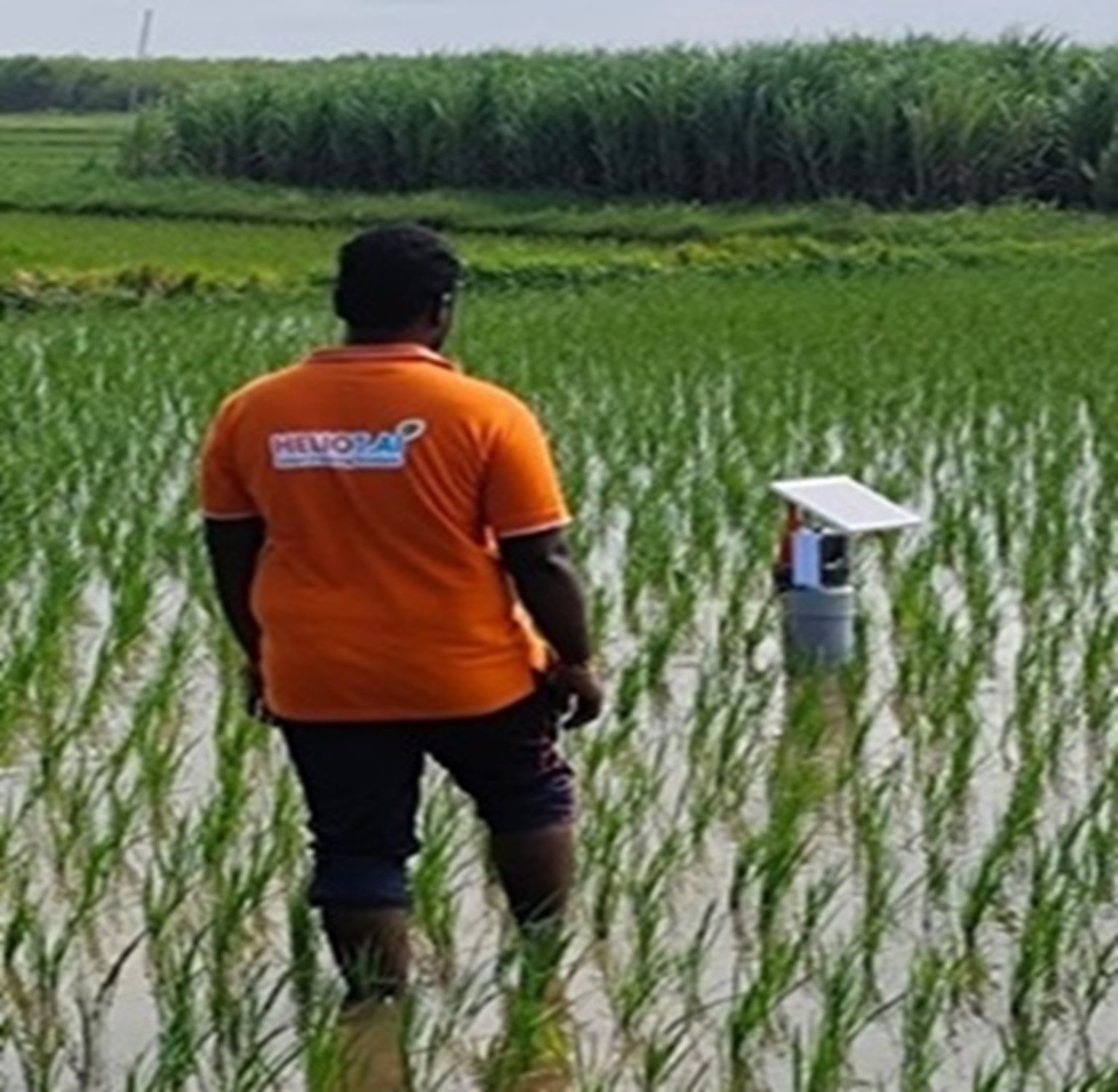 Paddy Field with Smart AWD Technology